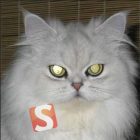 دانلود Pet Eye Fix Guide 2.2.9 ویرایش رنگ چشم در عکس